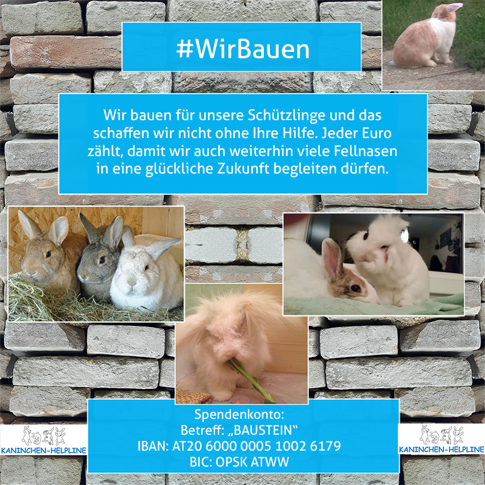 Banner Wir Bauen Kaninchen-Helpline 1
