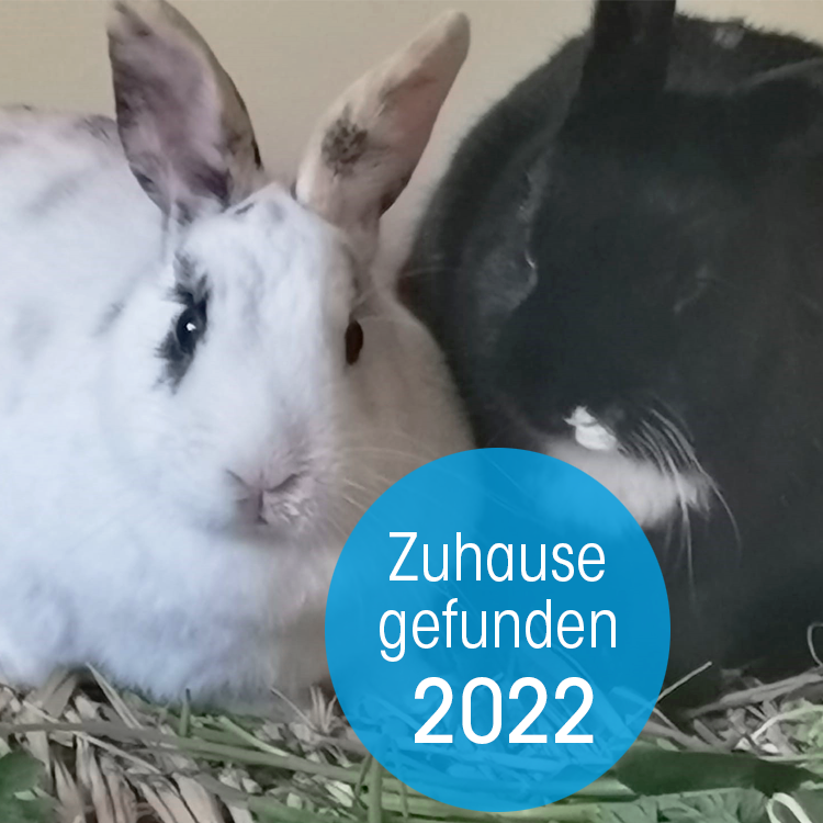 Kaninchen Helpline Zuhause gefunden 2022