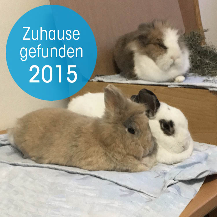 Zuhause gefunden 2015