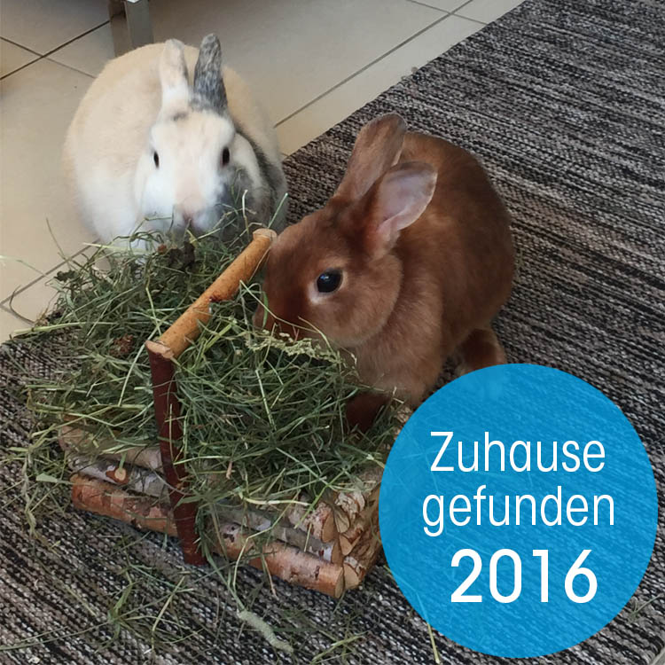 Zuhause gefunden 2016