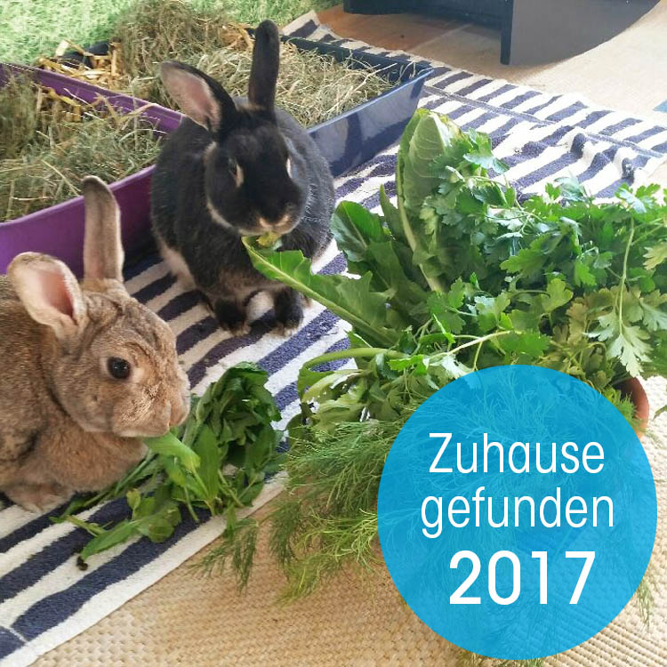 Zuhause gefunden 2017