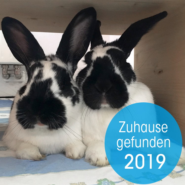 Zuhause gefunden 2019