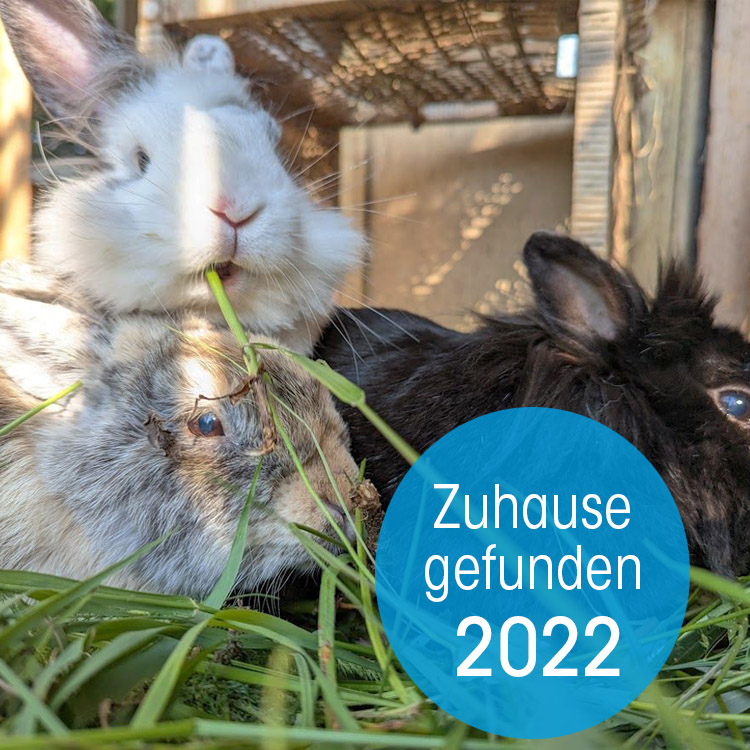 Kaninchen Helpline Zuhause gefunden 2022