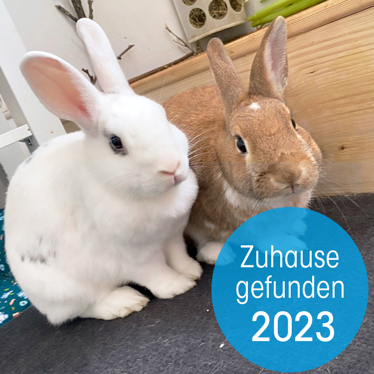 Zuhause gefunden 2023