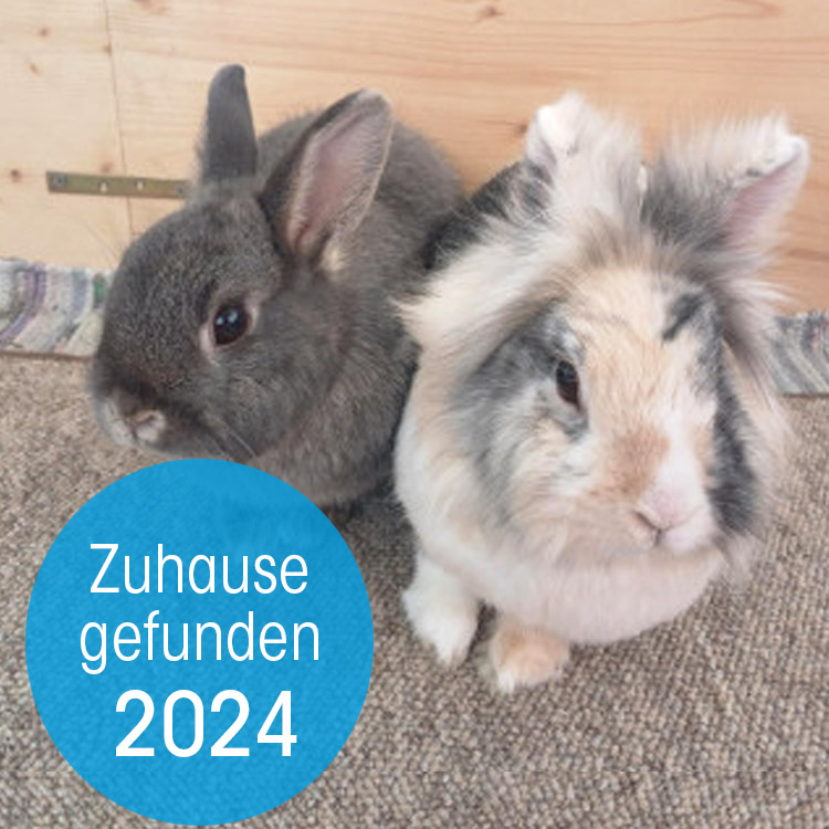 Zuhause gefunden 2024
