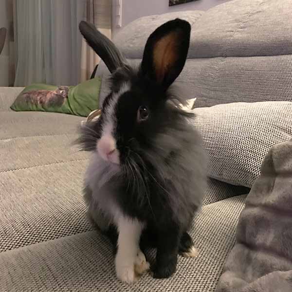 Oreo 1