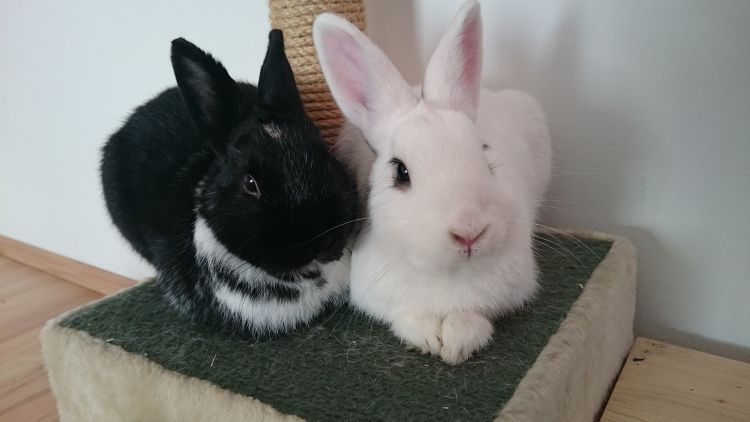 Jersey und Sidney