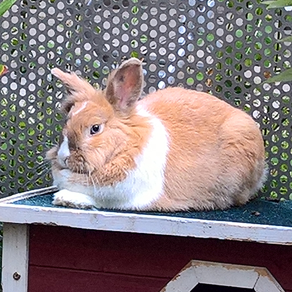 Leopold 1