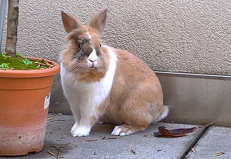 Leopold 2