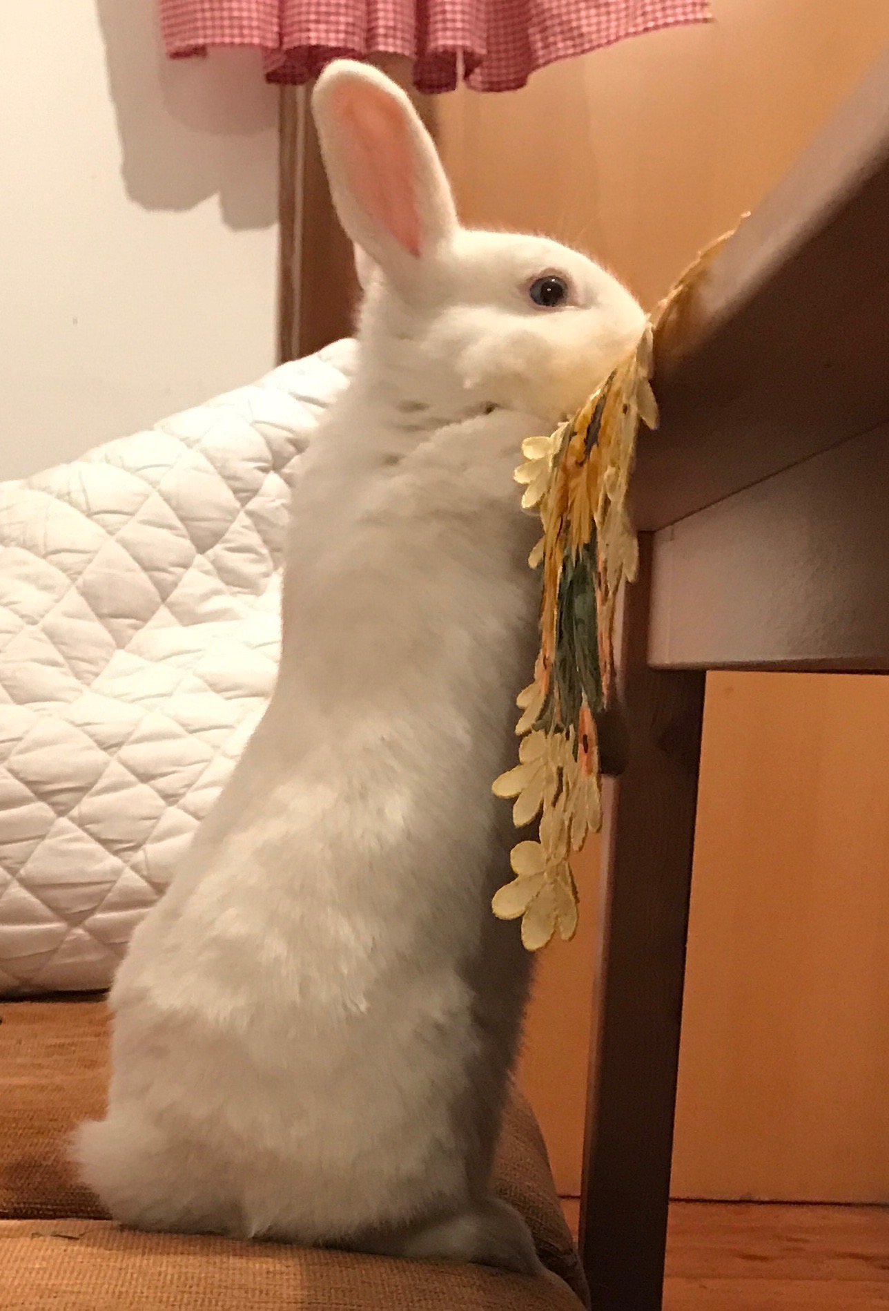 Püppi 2
