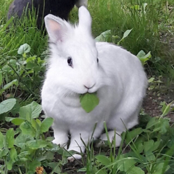 PV Flora OÖ 2