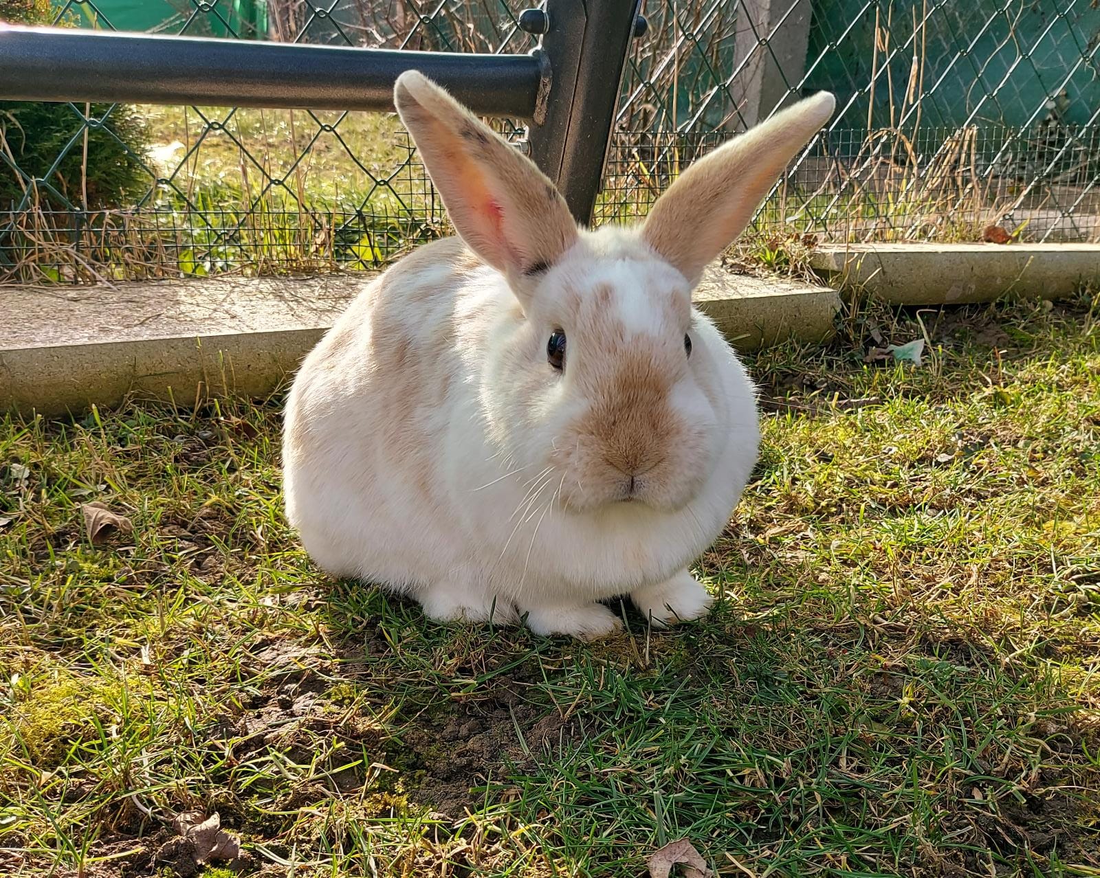 Puffi Fiffy1