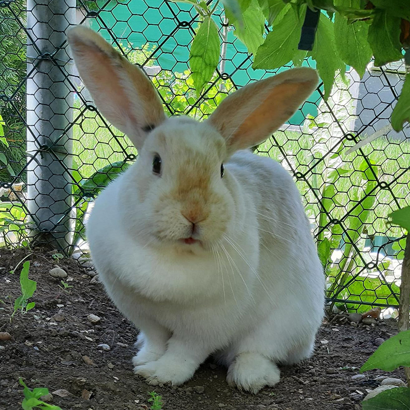 Puffi Fiffy2