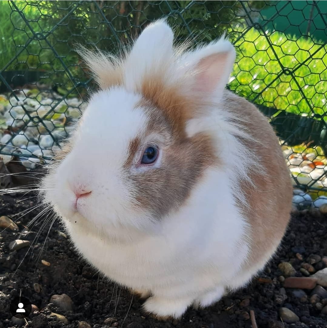 Puffi Fiffy3