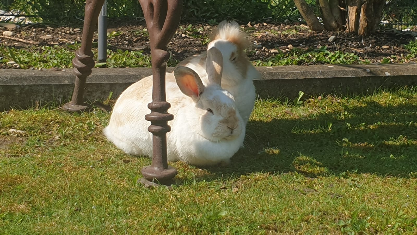 Puffi Fiffy4