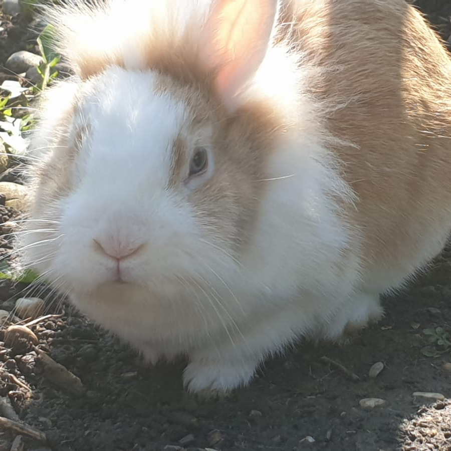 Puffi Fiffy9