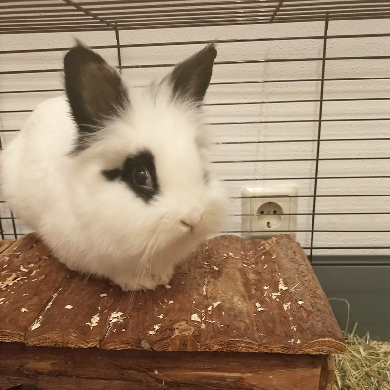 Whitey 1