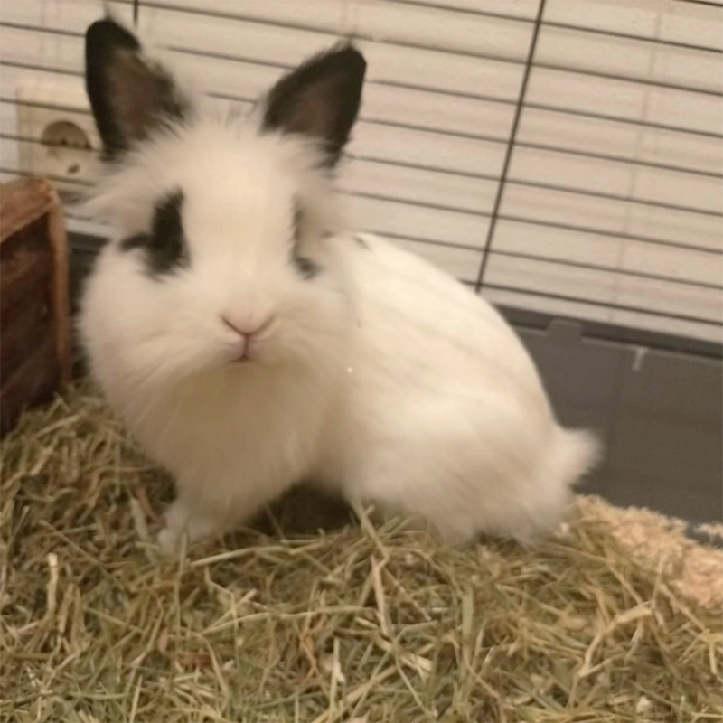 Whitey 4