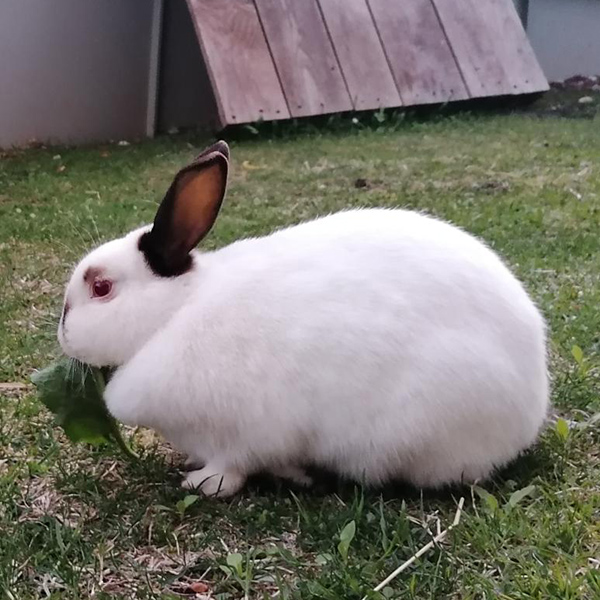 Jumper Schnuffelinchen 1