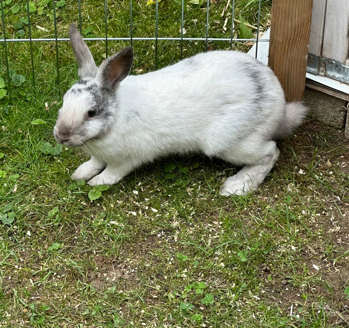 Tom