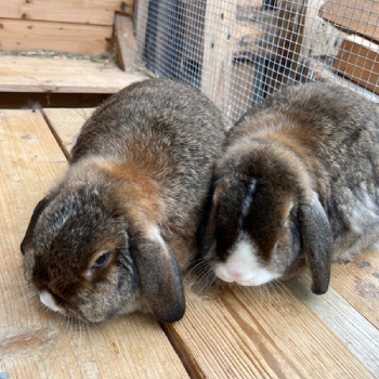 Rocky und Hopsi PV 2