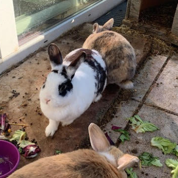 2026 04 PV 5 Kaninchen 1