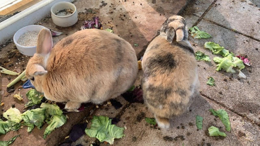 2026 04 PV 5 Kaninchen 2