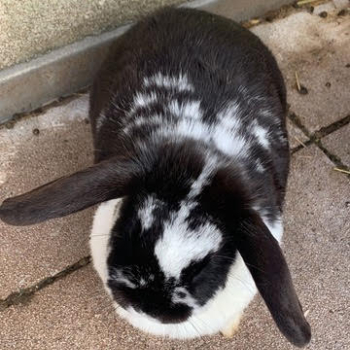 2026 04 PV 5 Kaninchen 3