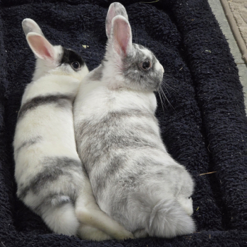 2026 04 Elias Lina PV 1