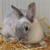 Bruton Kaninchen kl2