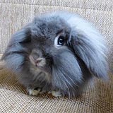 Sir Speedy Kaninchen kl