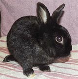 Falok Kaninchen kl