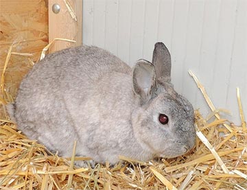 Schlaubi Schlumpf Kaninchen1