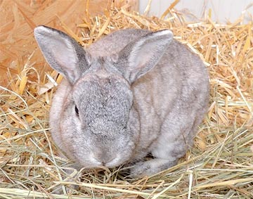 Schlaubi Schlumpf Kaninchen2