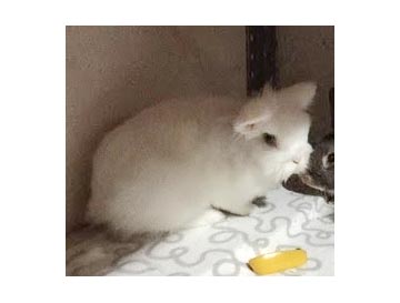 Herr Flocke Kaninchen3