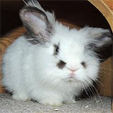 Shylo Kaninchen kl