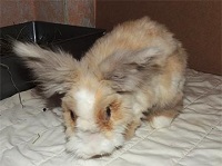 Flauschi 2 Kaninchen2