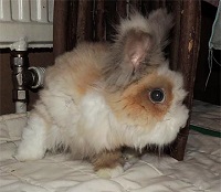 Flauschi 2 Kaninchen3