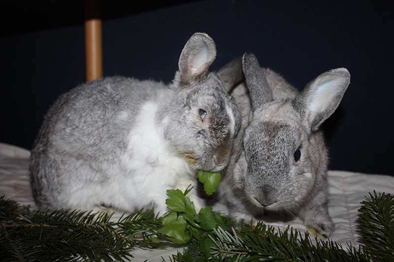 Jakob Schlaubi Weihnachten 2015