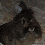 Karli profil