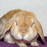 Nashville profil