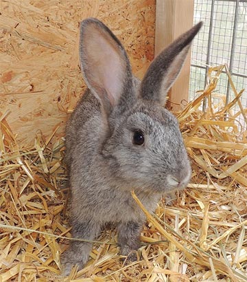 Diethart-Kaninchen1