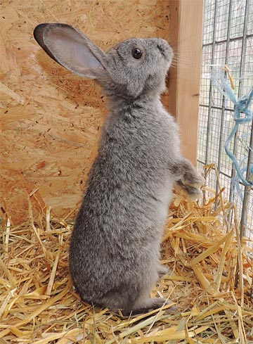 Diethart-Kaninchen2