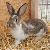 Patrick Kaninchen kl