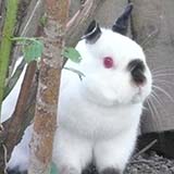 Rokko 1