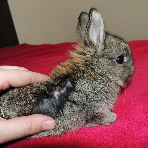 Baby Bambino 2