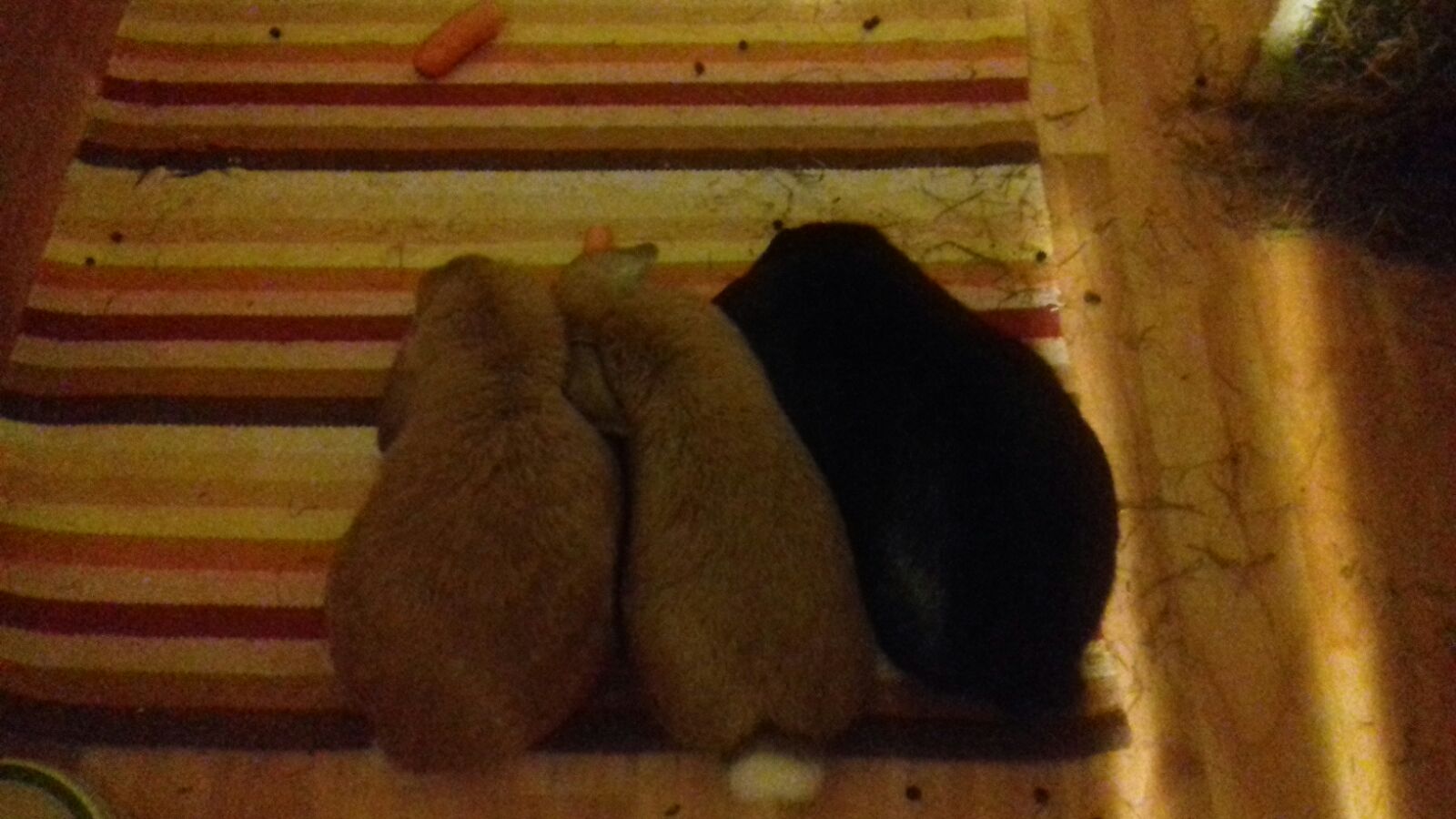 Pompom neues zuhause min 2