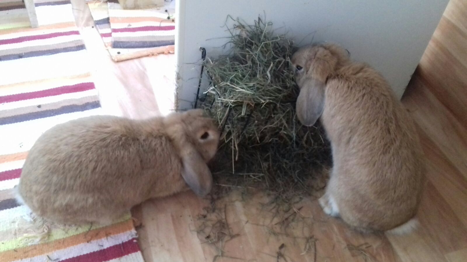 Pompom und Mutter neues Zuhause MIn 2