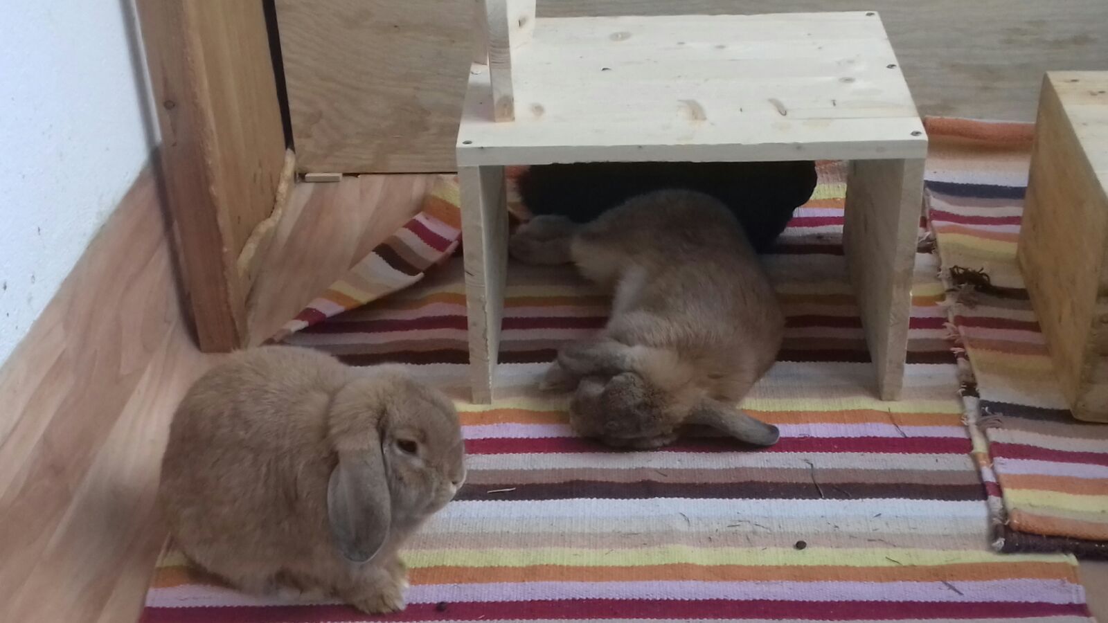 Pompom und Mutter neues Zuhause MIn 3