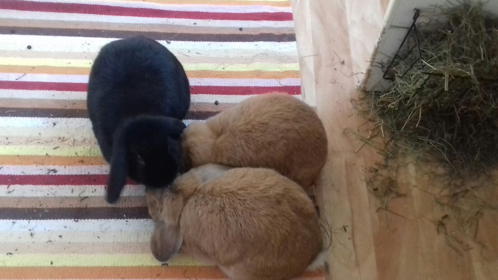 Pompom und Mutter neues Zuhause MIn 5